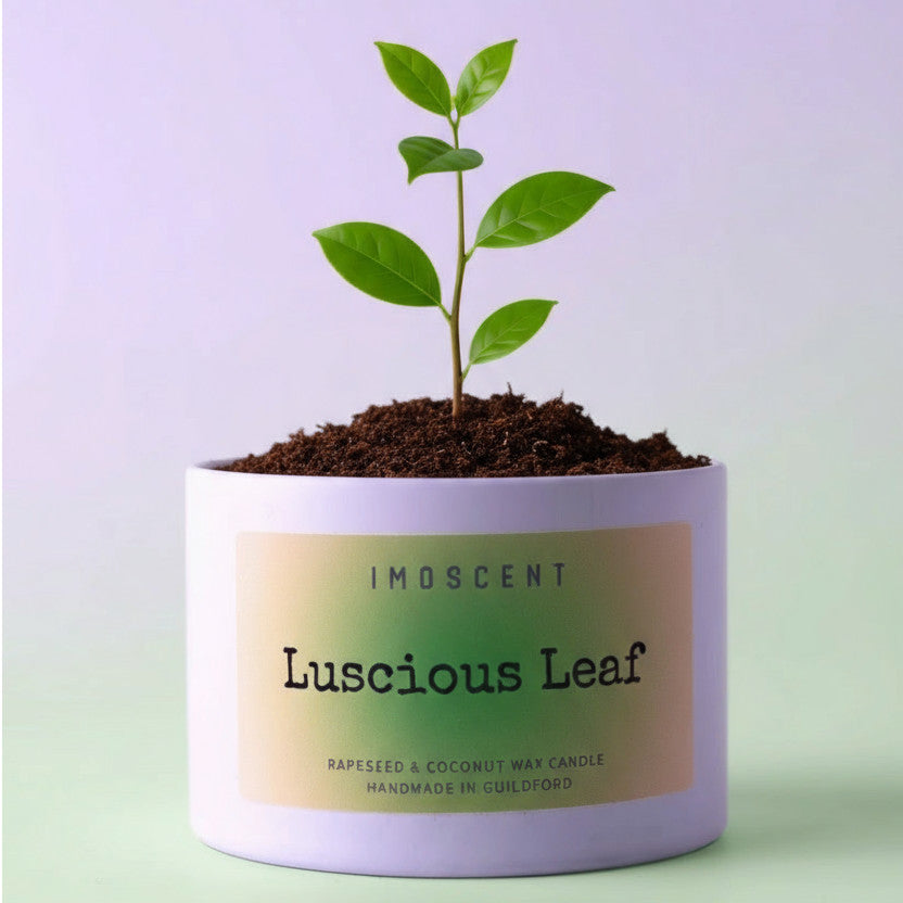 Lighting the Way to a Greener Future: Imoscent's Pledge for the Planet